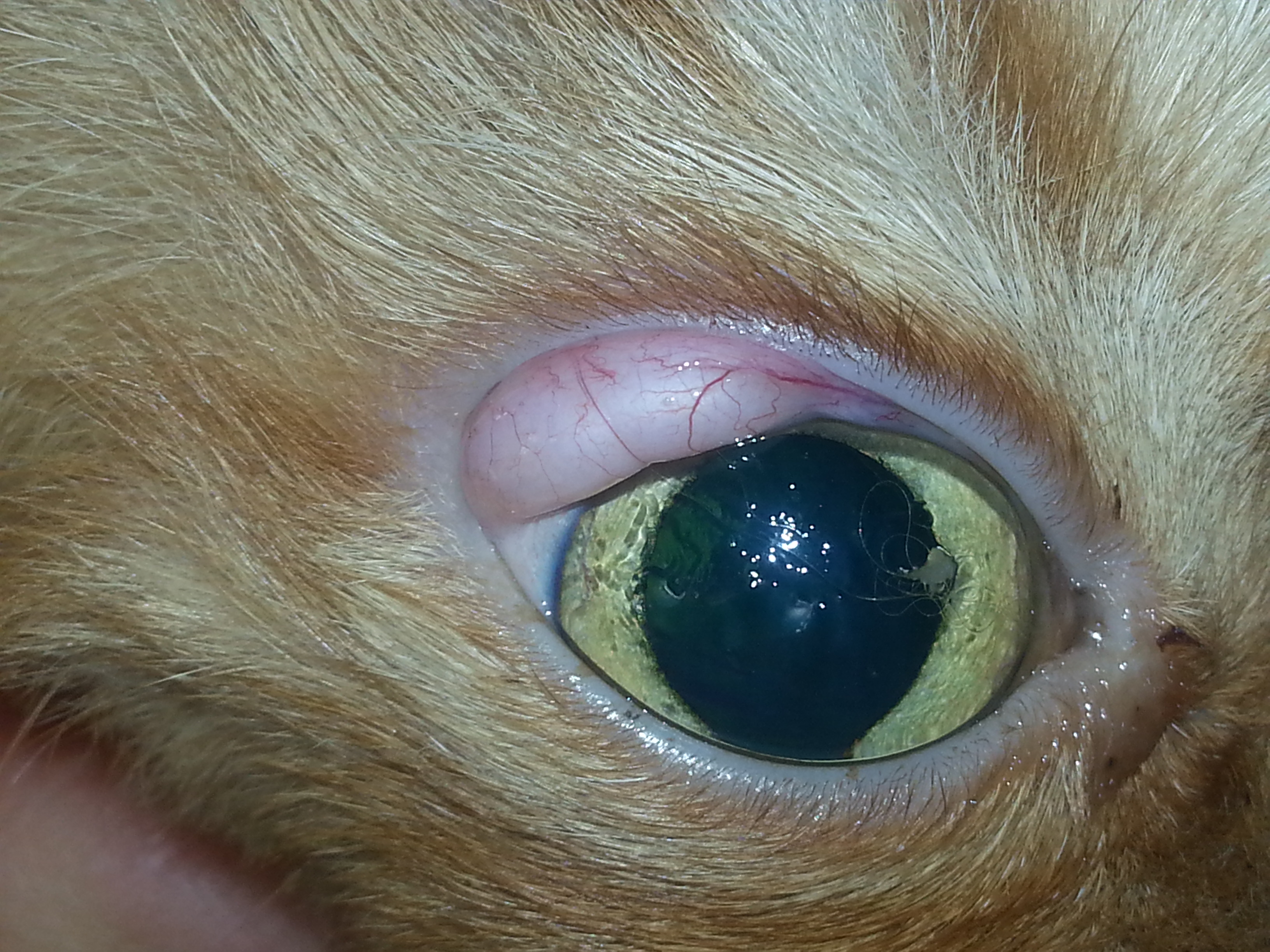 Auge Tumor 2 Kleintierpraxis Dr. Rechberger Linz