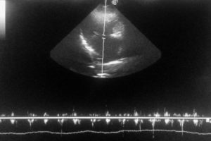 Ultraschall / Sonografie beim Haustier