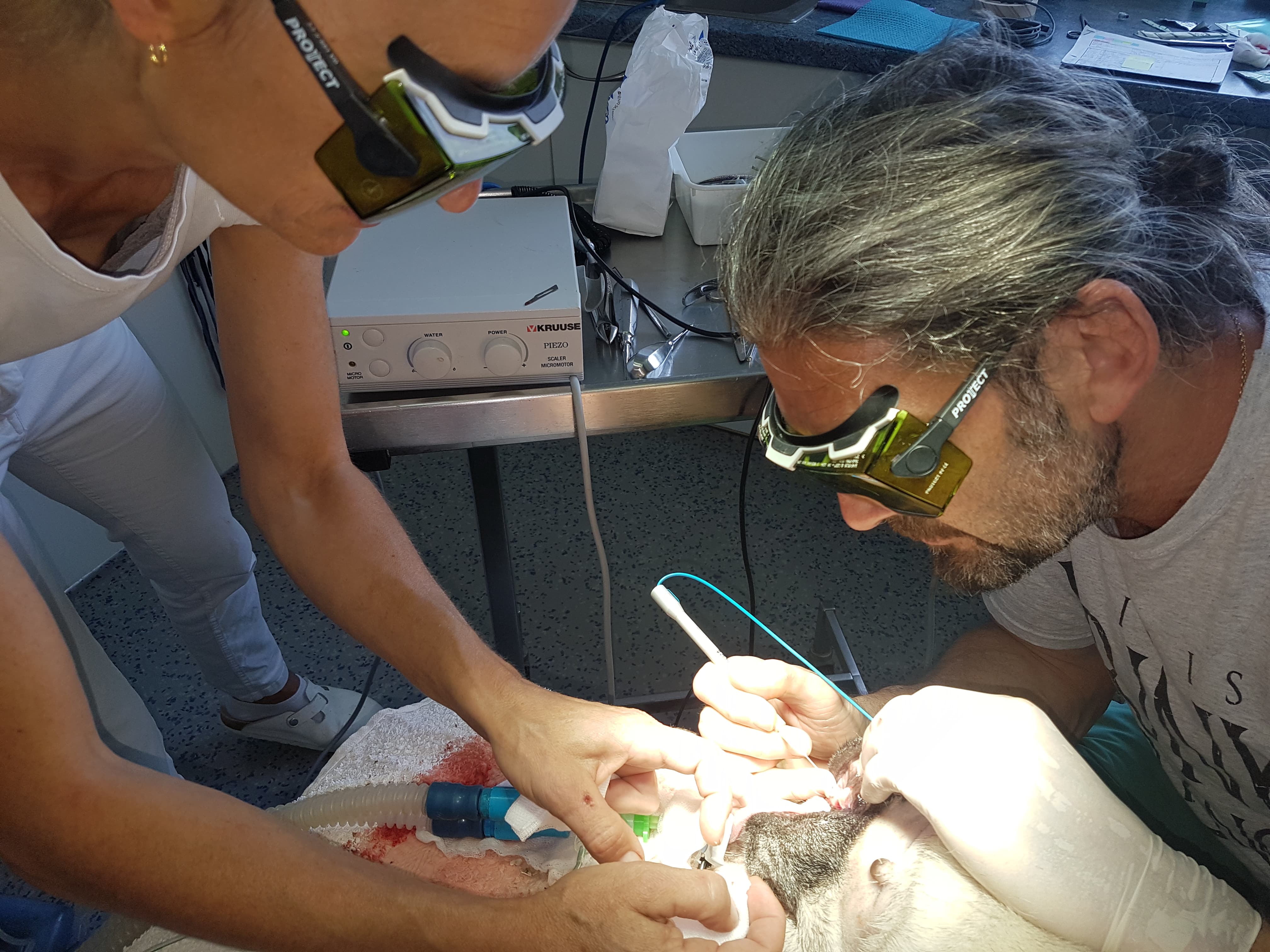 Tierarzt Rechberger Linz bei der Laserbehandlung am Hund