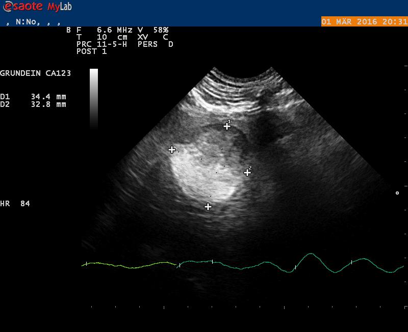 Ultraschall & Sonografie beim Haustier für Hund & Katz